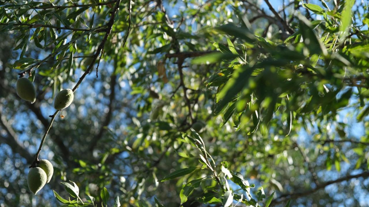 Il Rifugio Nel Verde 莫诺波利 外观 照片