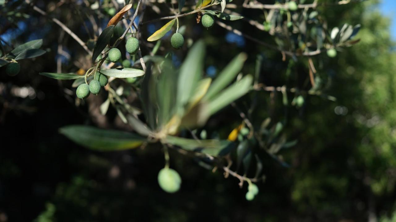 Il Rifugio Nel Verde 莫诺波利 外观 照片